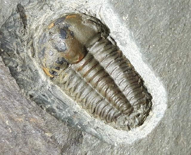 Ellipsocephalus hoffi (SCHLOTHEIM 1823) - Bild © FossNet FossilienStore